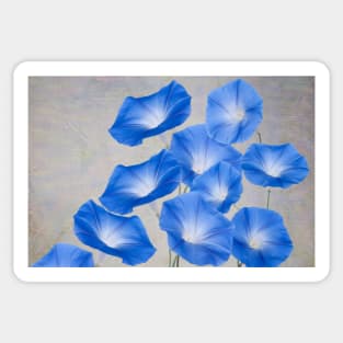 Blue Morning Glory Sticker